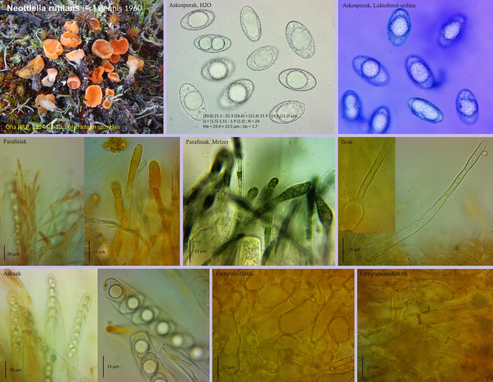 Neottiella rutilans